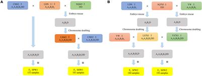 Pentaploidization Enriches the Genetic Diversity of Wheat by Enhancing the Recombination of AB Genomes